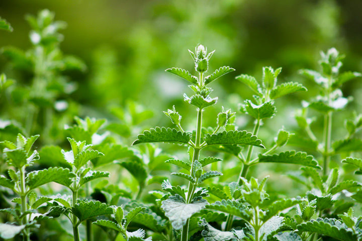 Discovering Types of Catnip and Their Effects on Cats