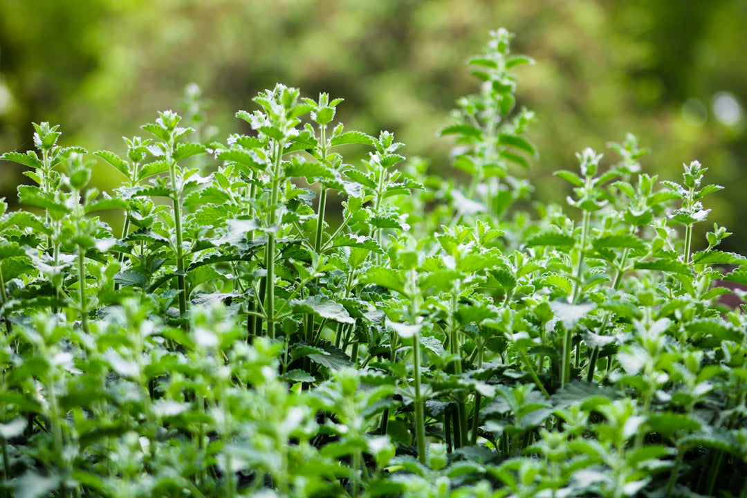 The Fascinating Origins of Catnip A Natural Herb