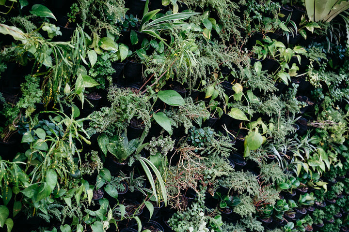 The Fascinating Connection Between Catnip and Other Herbs