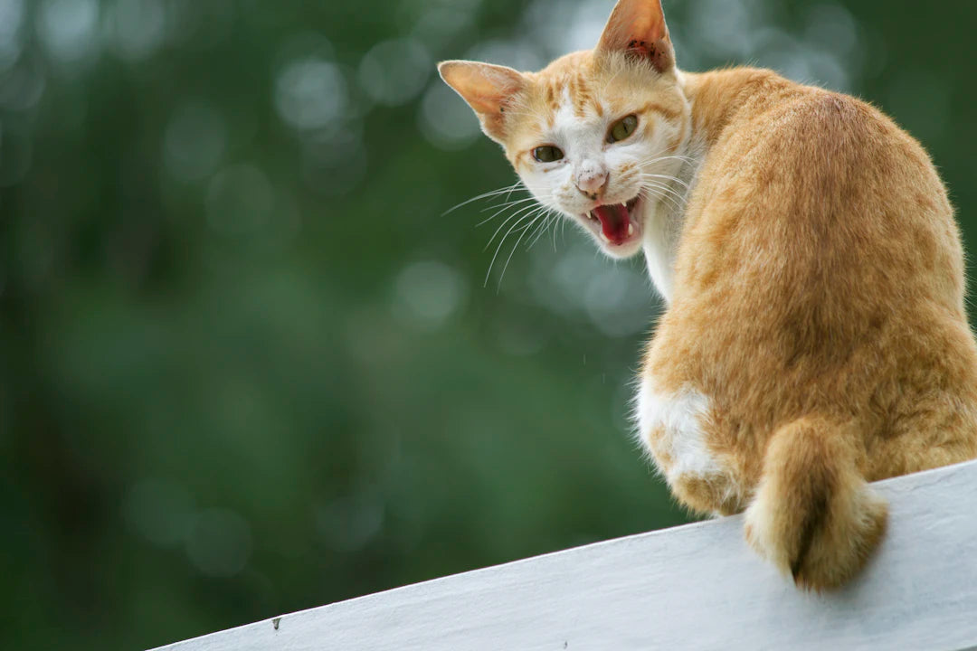 Unlocking Catnip's Secrets Understanding Cat Behavior