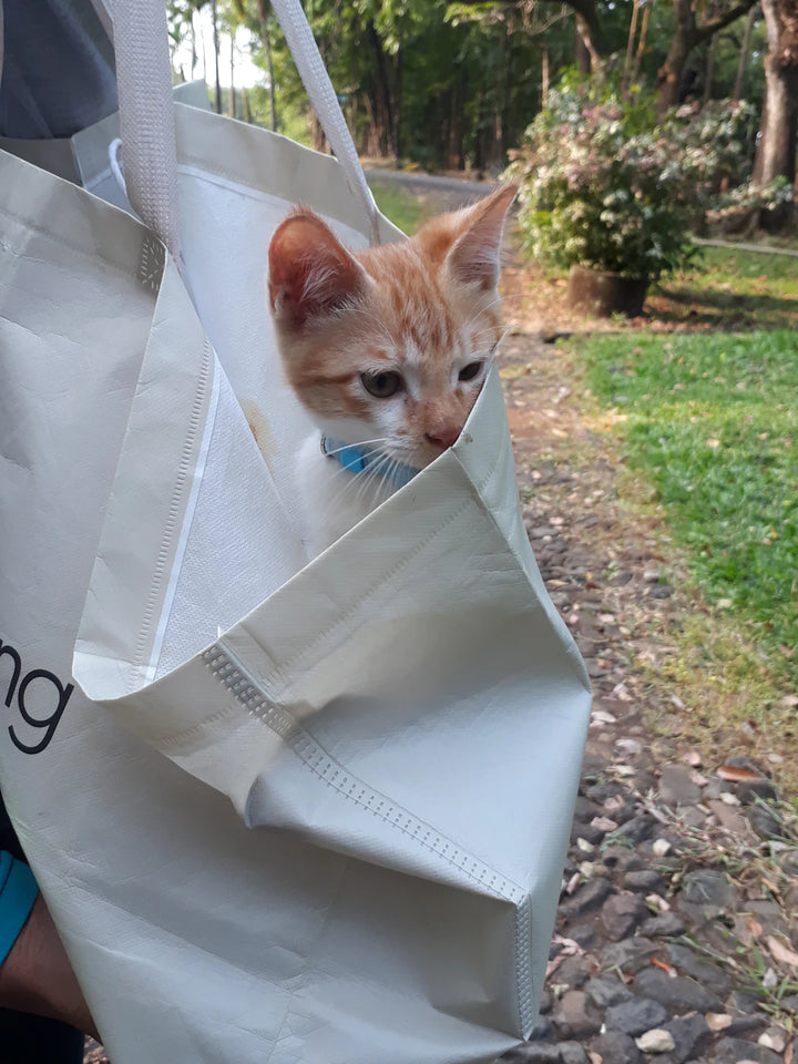 Convenient Re-Sealable Bags for Catnip Toy Freshness