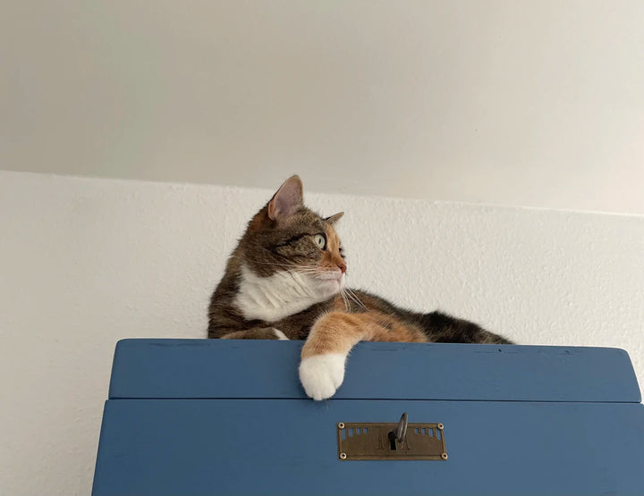Tips for Safely Storing Catnip to Keep It Fresh