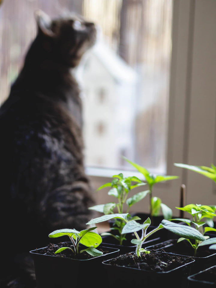 Understanding Catnip The Science Behind Its Appeal