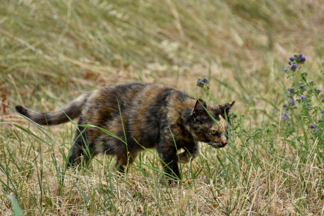 Catnip in the Wild How Animals Engage with Nature's Herb