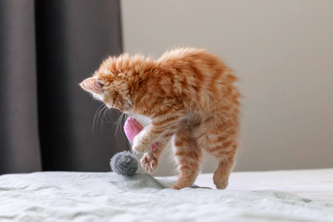 DIY Catnip Toys Fun Projects for You and Your Cat