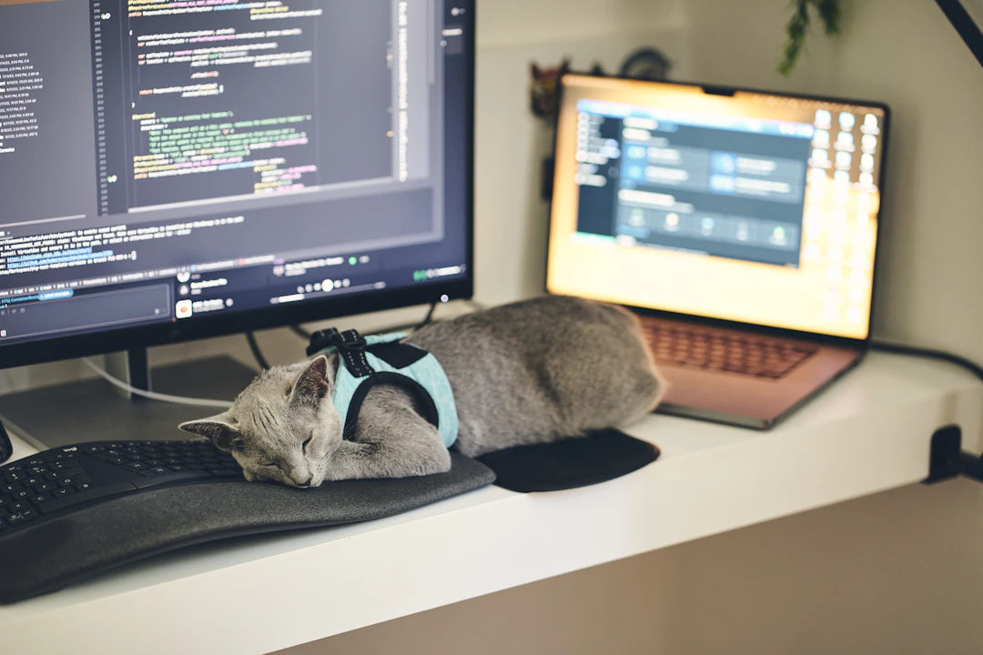 Enrich Your Cat's Life Fun with Catnip Activities