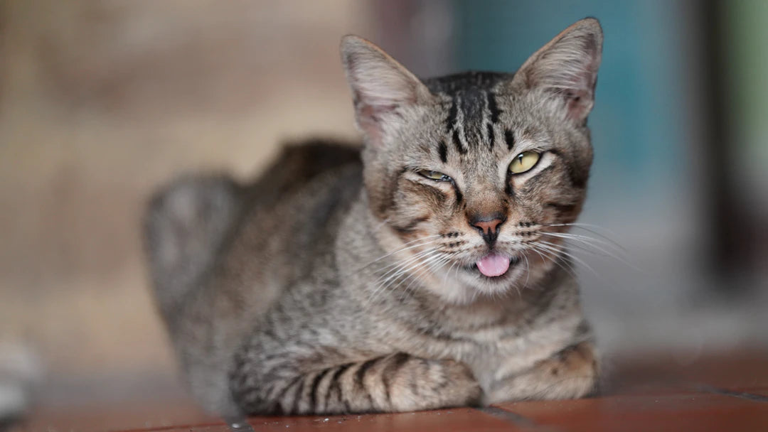 Signs Your Cat Loves Catnip What to Look For