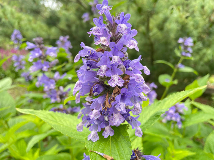 Debunking Common Myths About Catnip