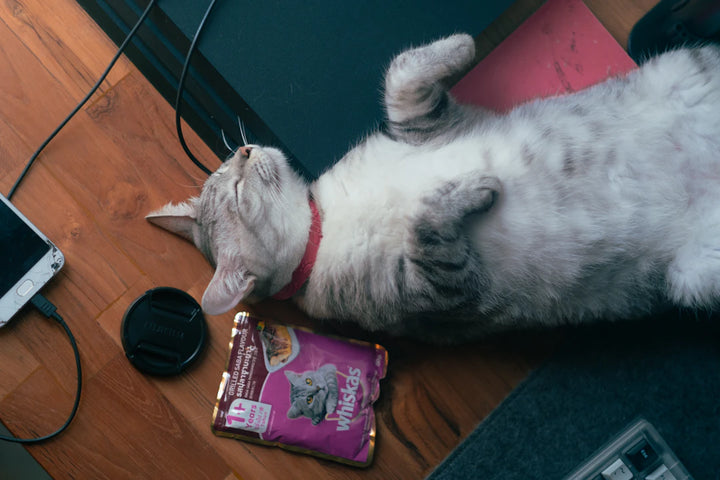 Crafting Catnip-Enriched Treats at Home