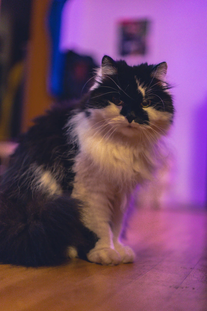 Creative Ways to Use Catnip for Enrichment Activities