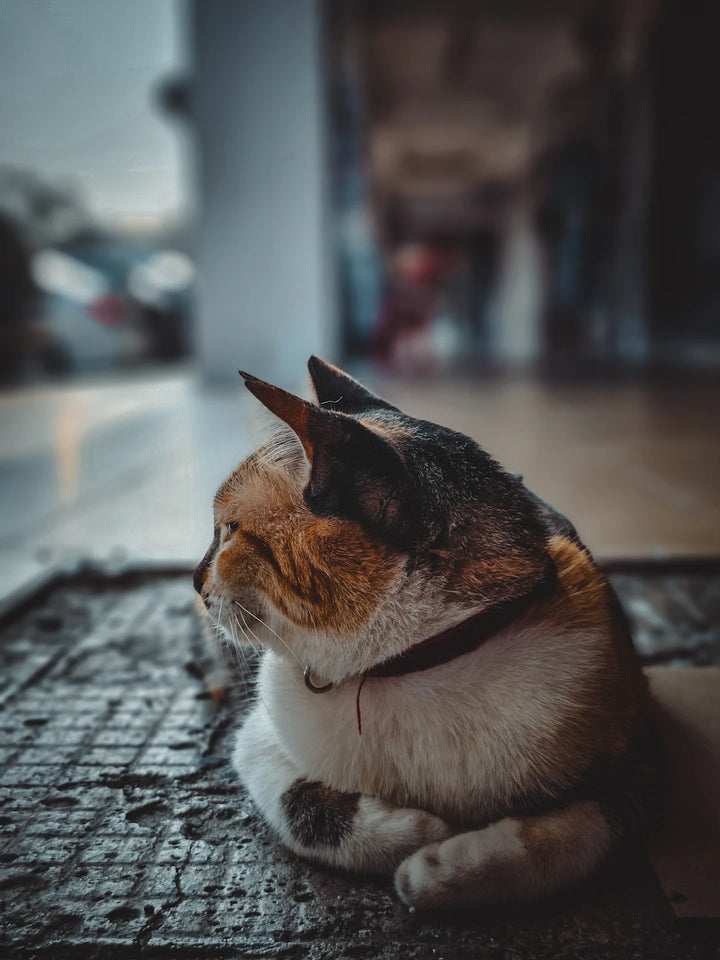 The Therapeutic Uses of Catnip Beyond Felines