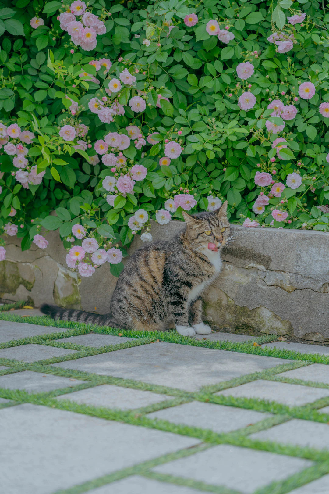 Discovering the World of Catnip Regional Varieties Explained