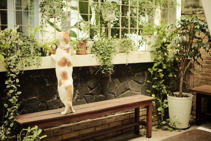 Designing the Purrfect Cat-Friendly Garden