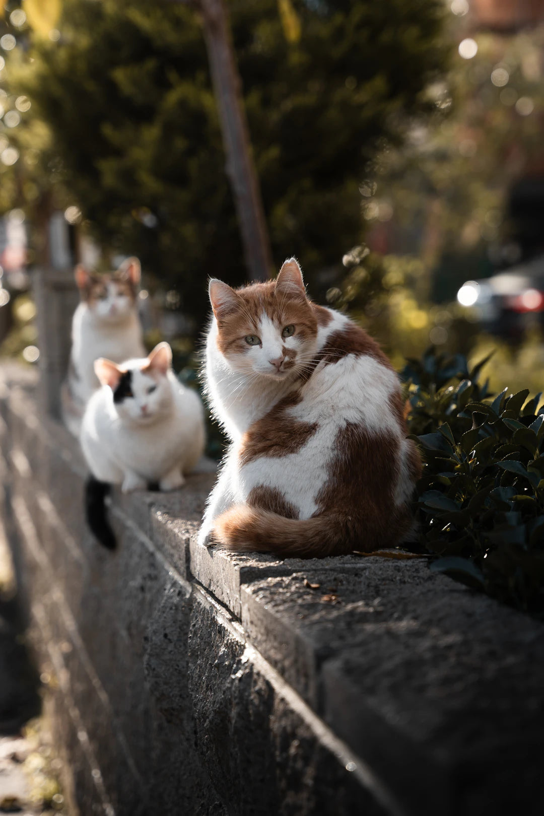 Enhance Your Cat's Life Integrating Catnip Daily