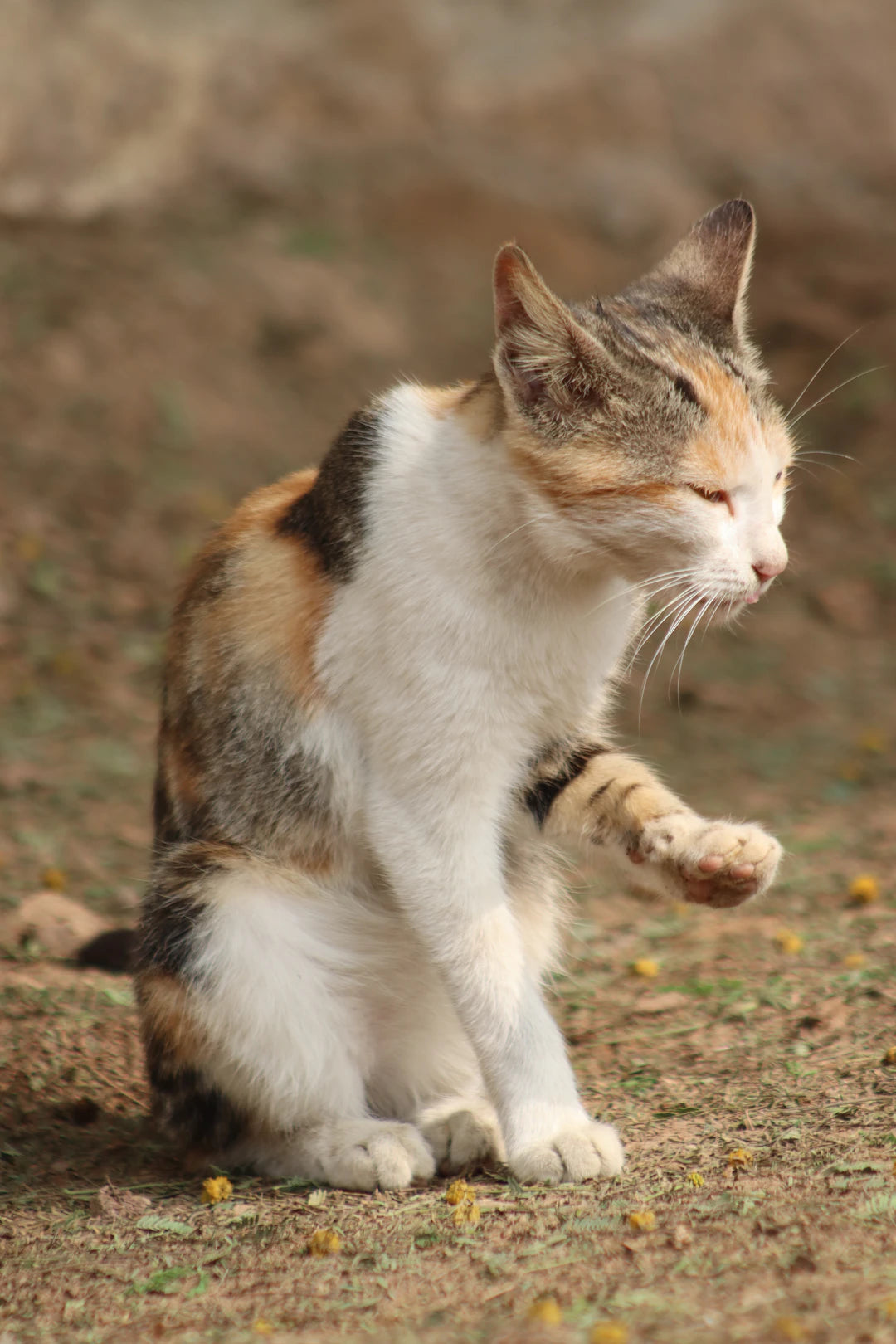 The Magic of Catnip Training Your Feline Friend