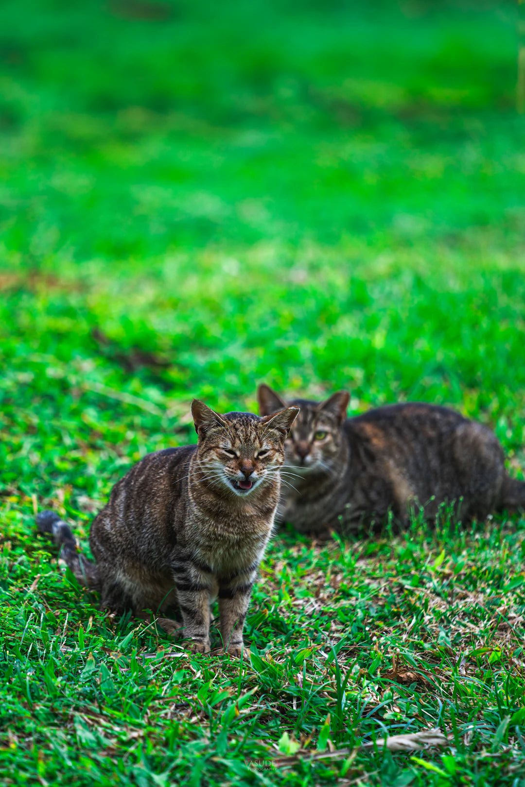 Boosting Senior Cats' Joy with Catnip Tricks