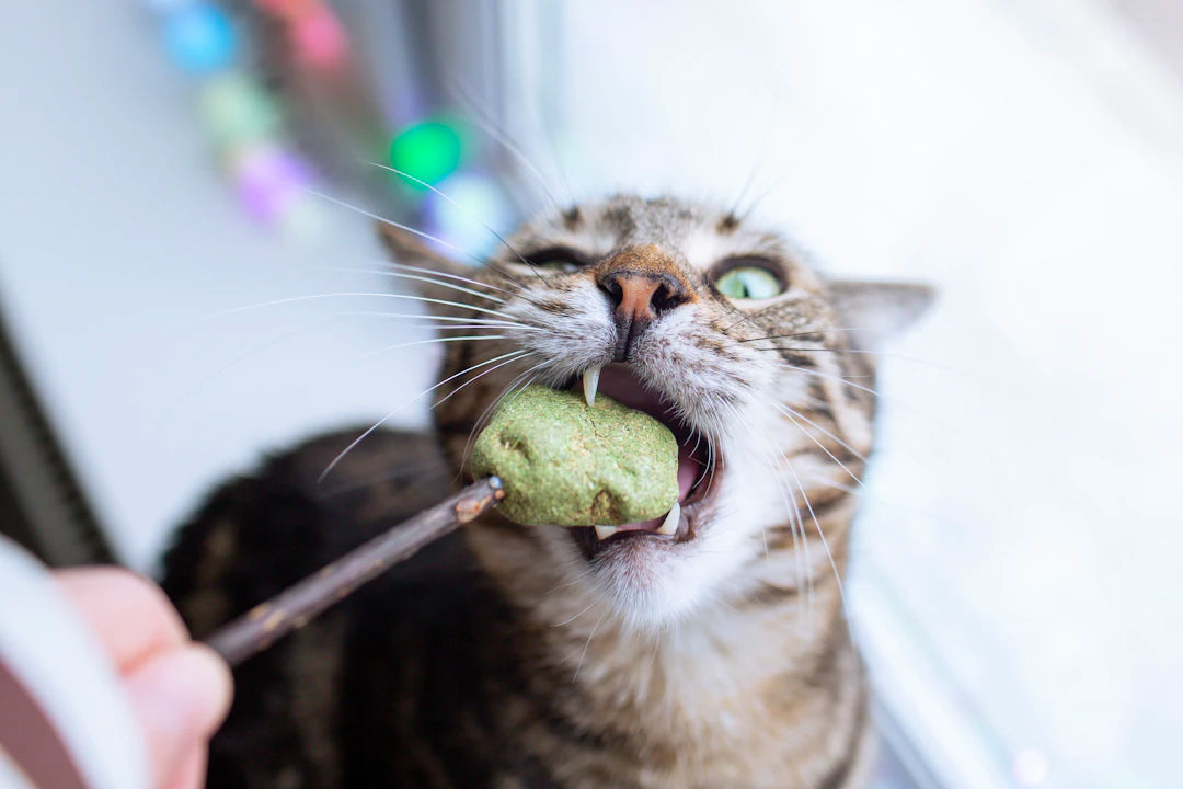 The Fascinating Role of Catnip in Cat Training