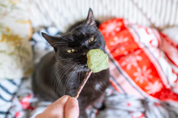 Boost Your Cat's Mental Health with Catnip Benefits