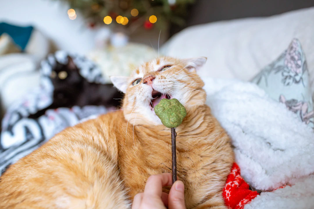 The Surprising Connection Between Catnip and Feline Health