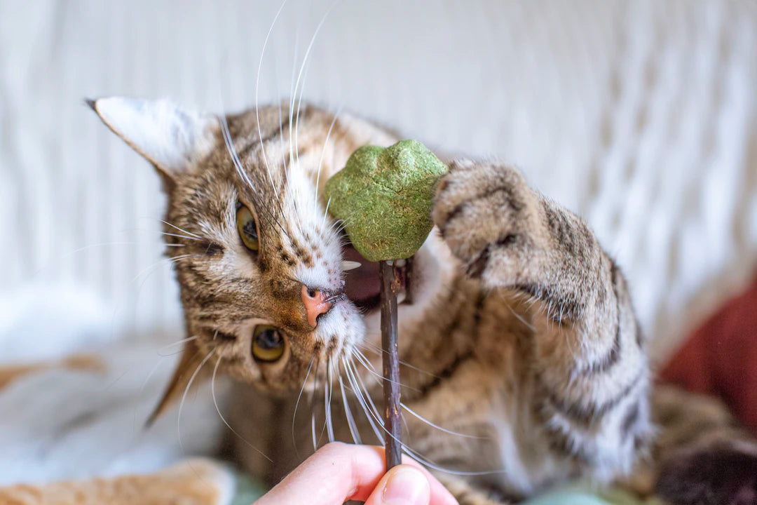 What to Do When Your Cat Overindulges in Catnip