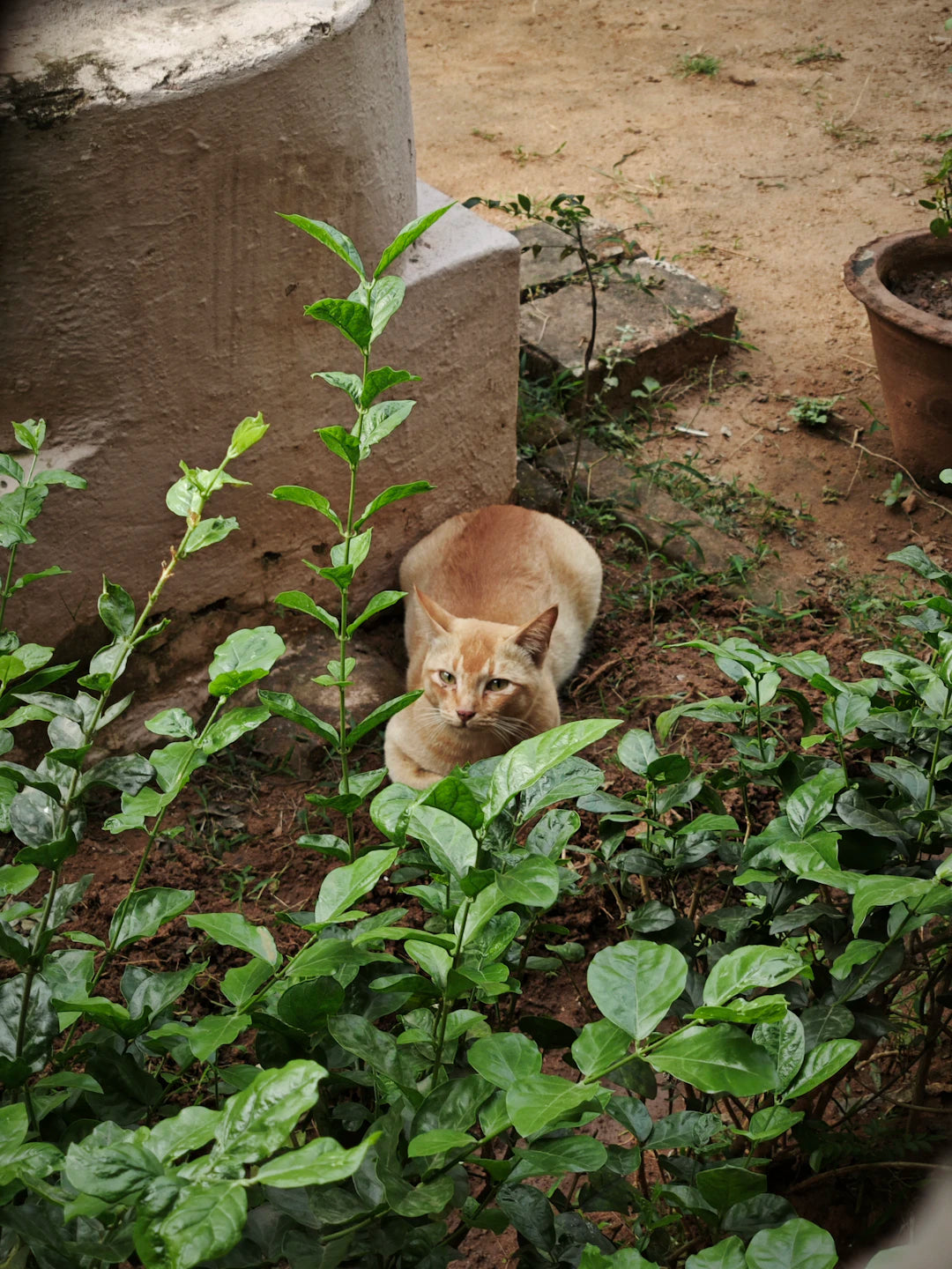 Understanding Local Regulations in Catnip Cultivation