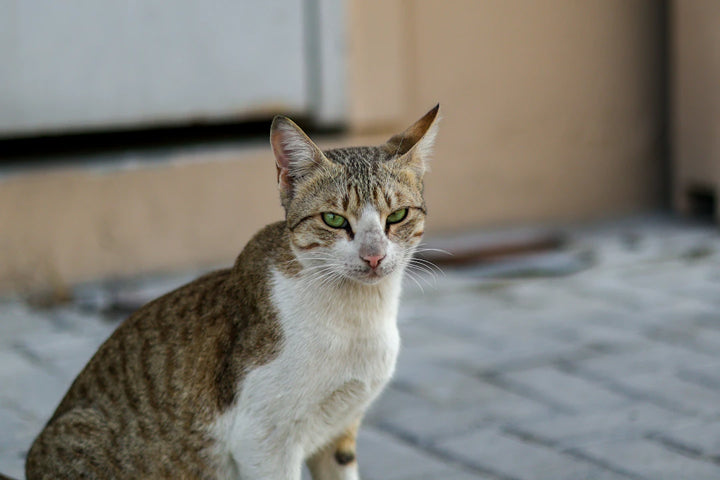 Boost Harmony at Home with Catnip for Multi-Cat Households