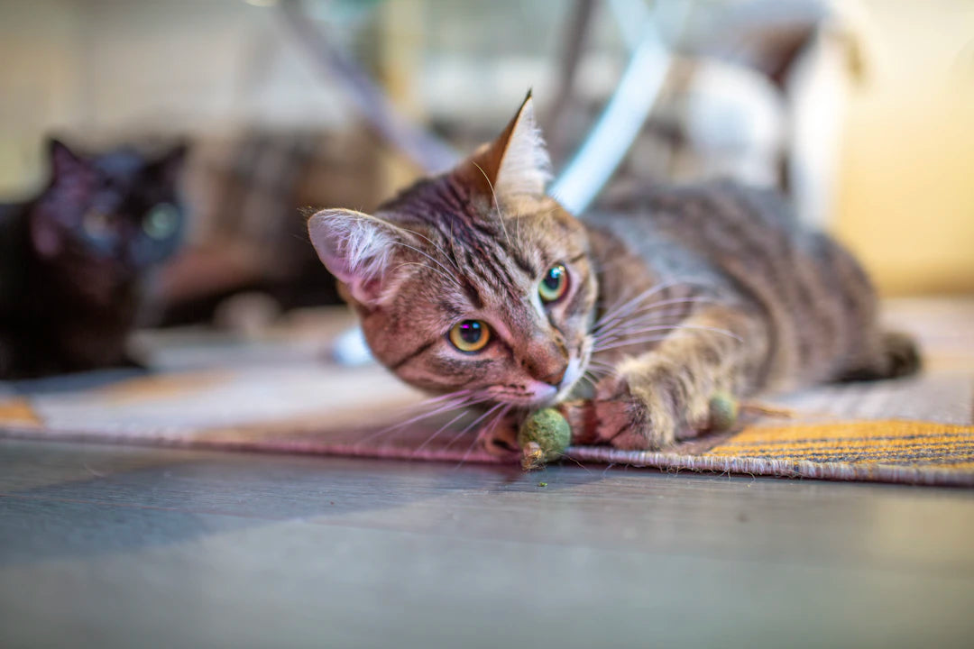 The Intriguing Psychological Effects of Catnip on Cats
