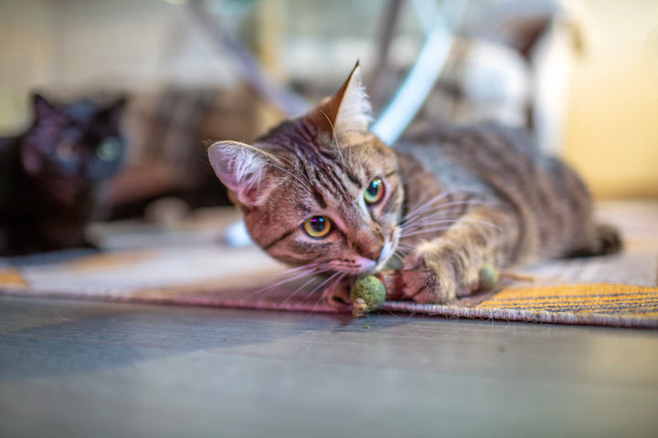 Durable Catnip Toys for Engaging Playtime Fun