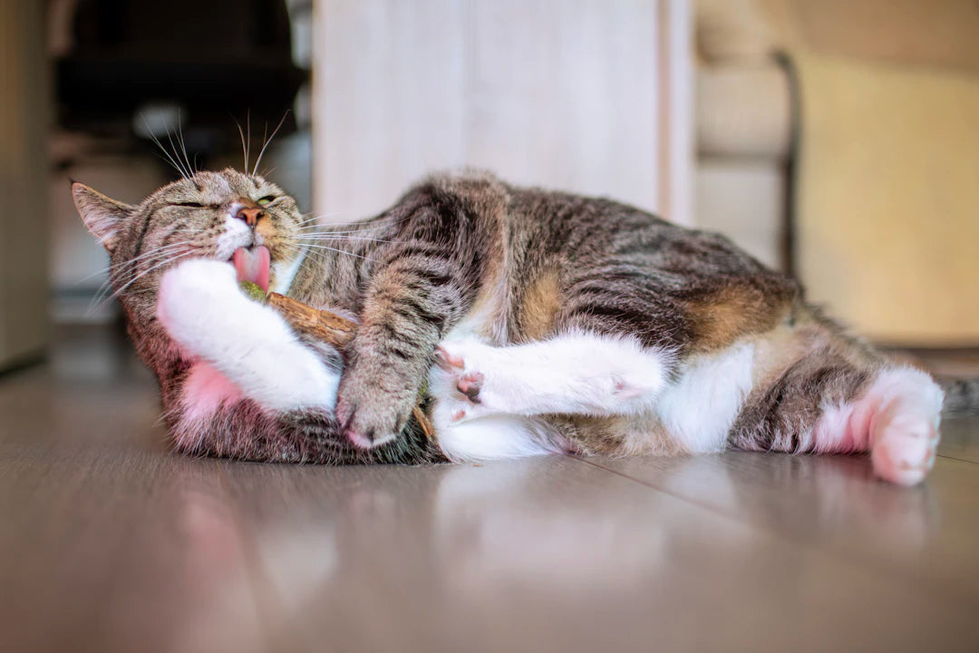 Explore Catnip Sensitivity What It Means for Your Feline Friend
