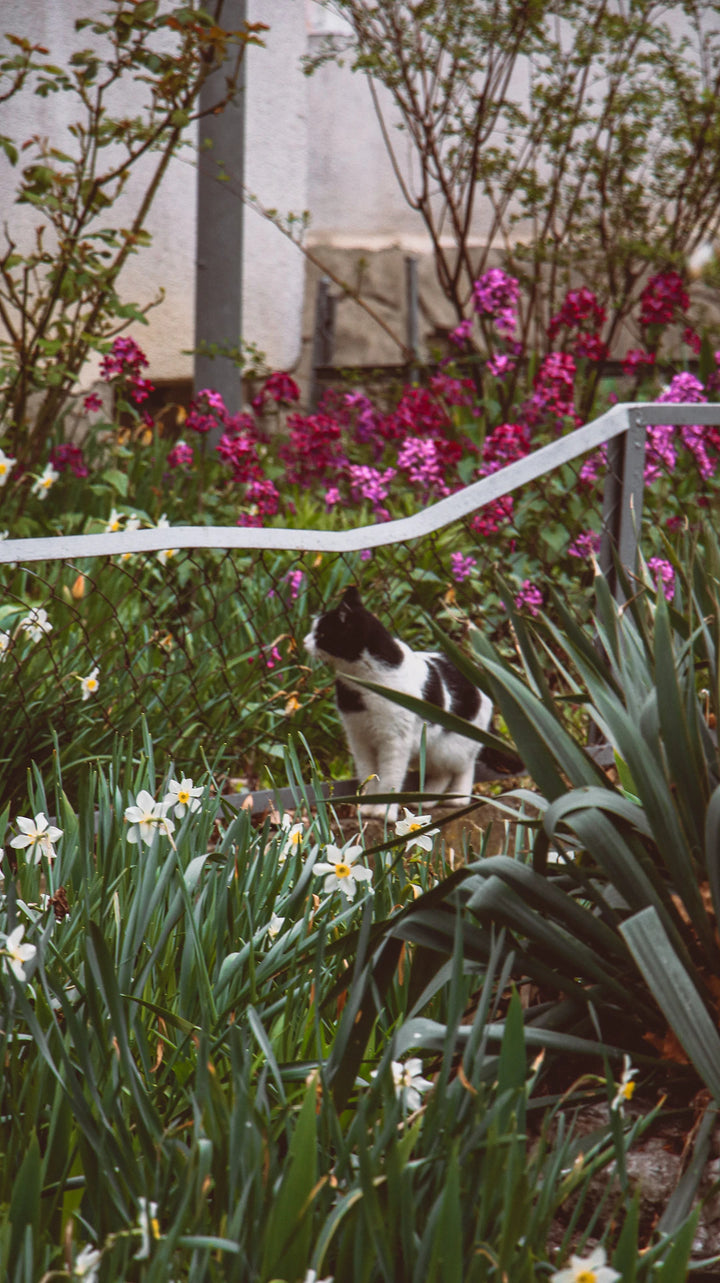 Designing a Purr-fect Cat-Friendly Garden with Catnip