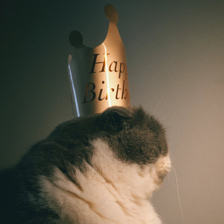 Celebrate the Seasons Fun Catnip Ideas for Feline Friends