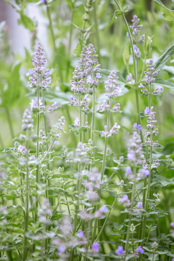 Transform Your Cat's Health with Fresh Catnip Magic