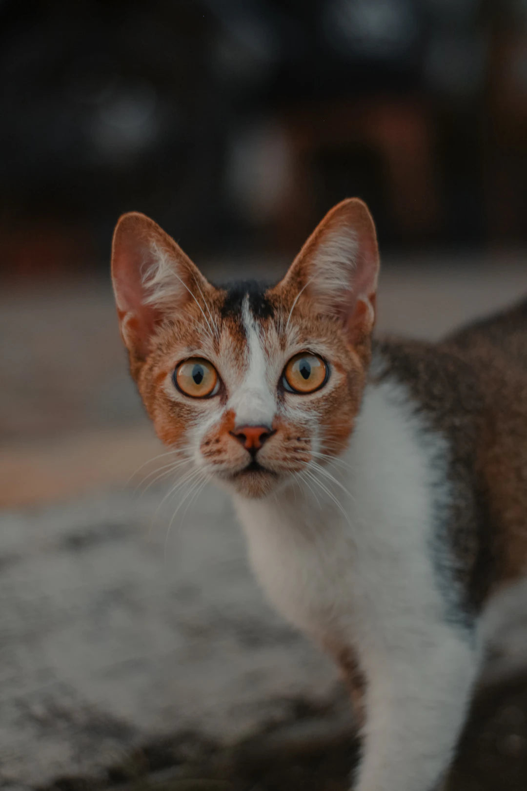 Encourage Your Cat to Play with Catnip Magic