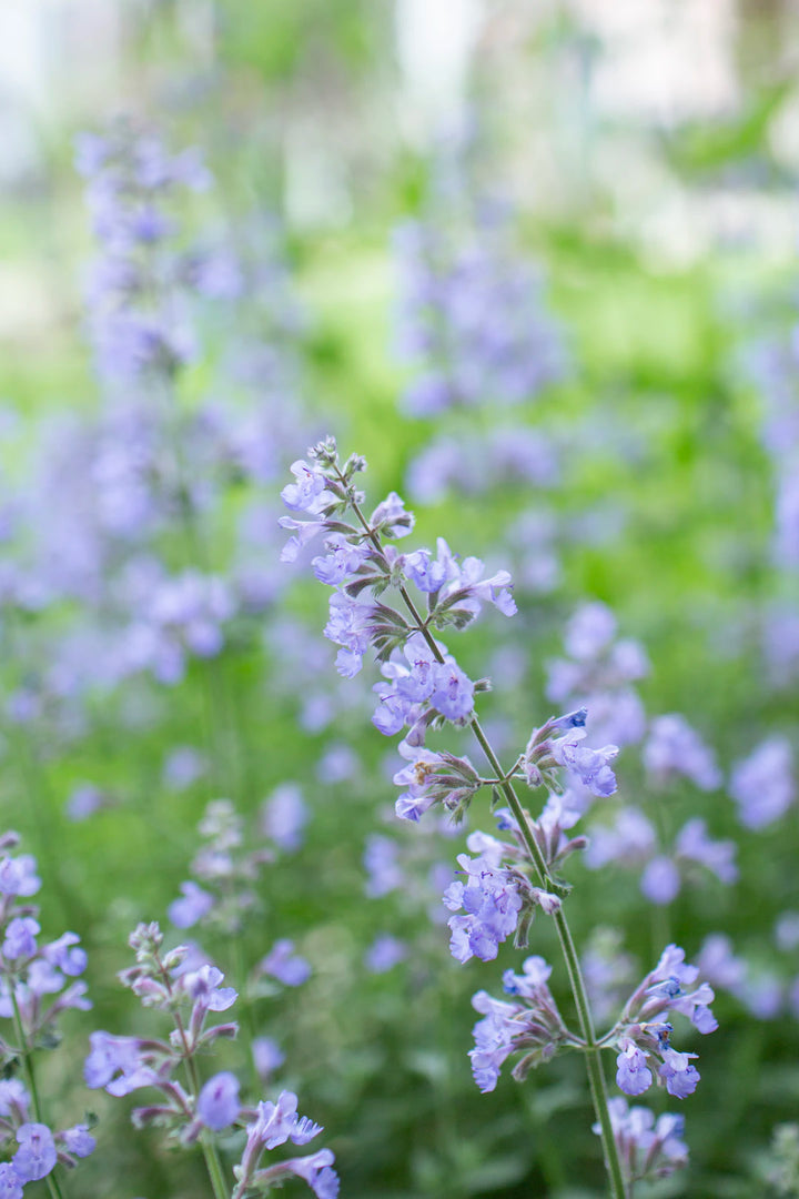 How to Identify Quality Catnip Top Tips for Pet Owners