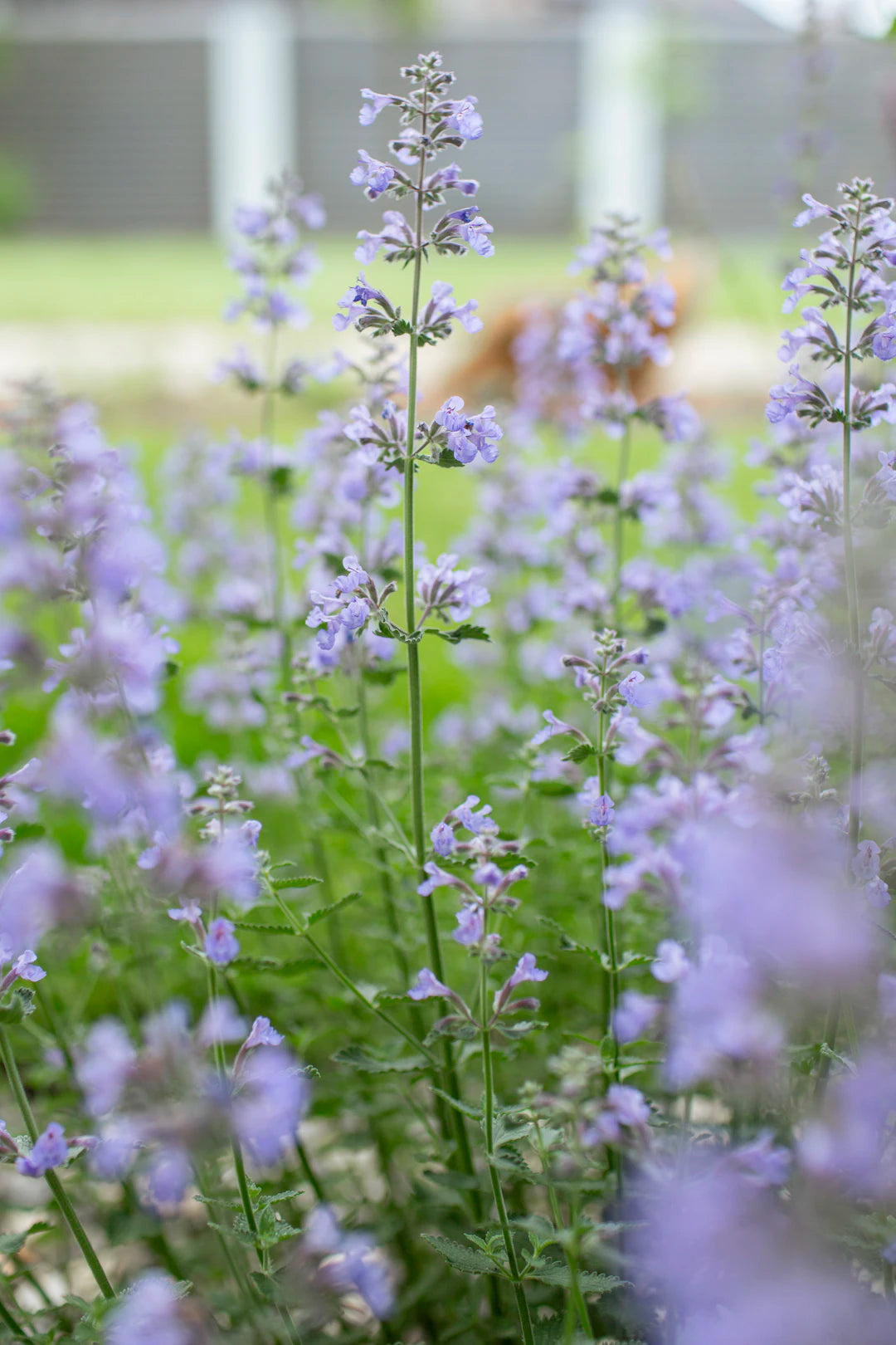 Unveiling the Magic of Catnip for Cats  Kittens