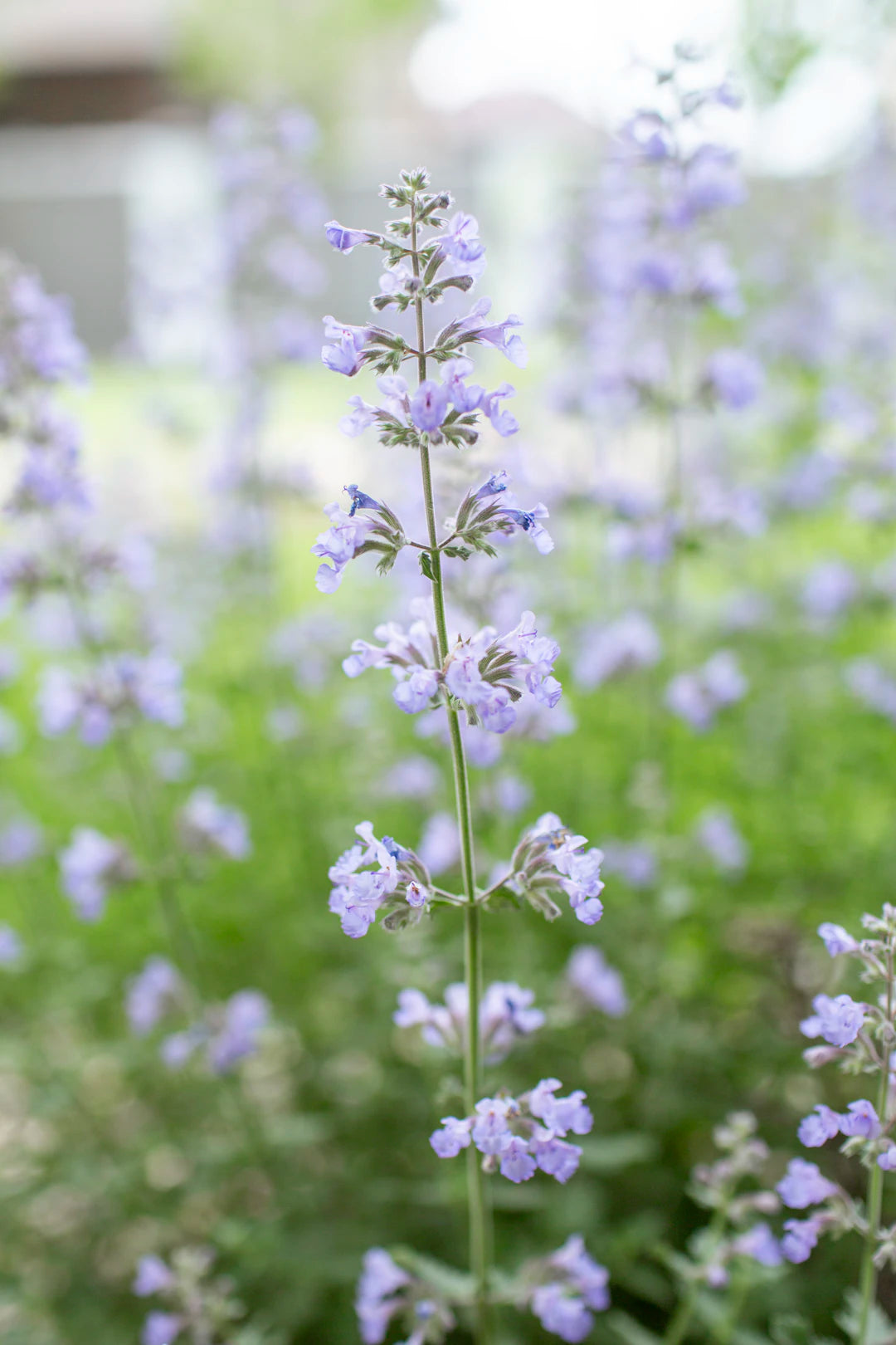 The Amazing Benefits of Growing Your Own Catnip