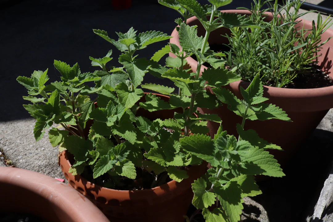 Discover How to Grow Your Own Catnip A Guide