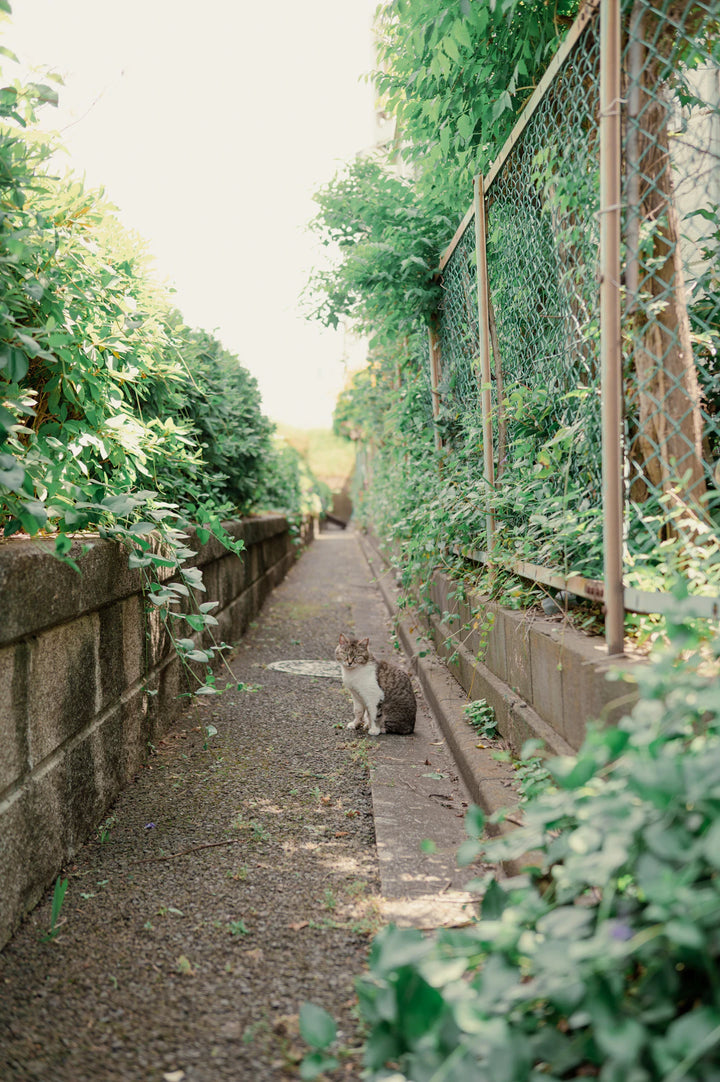 The Eco-Friendly Benefits of Growing Catnip at Home