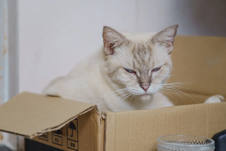 The Best Ways to Store Catnip for Maximum Freshness