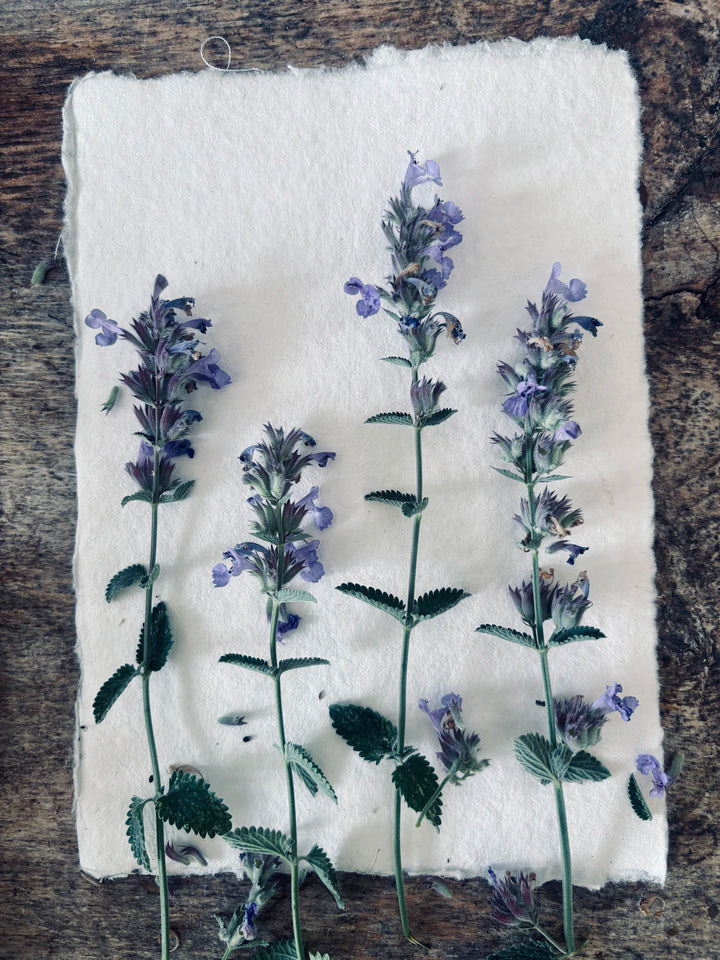 Unlocking Catnip's Secrets Benefits for Humans and Gardens