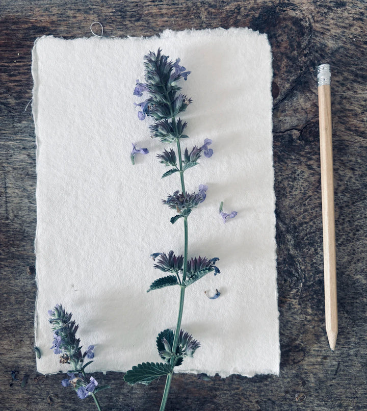 Cultural References to Catnip in Literature and Art