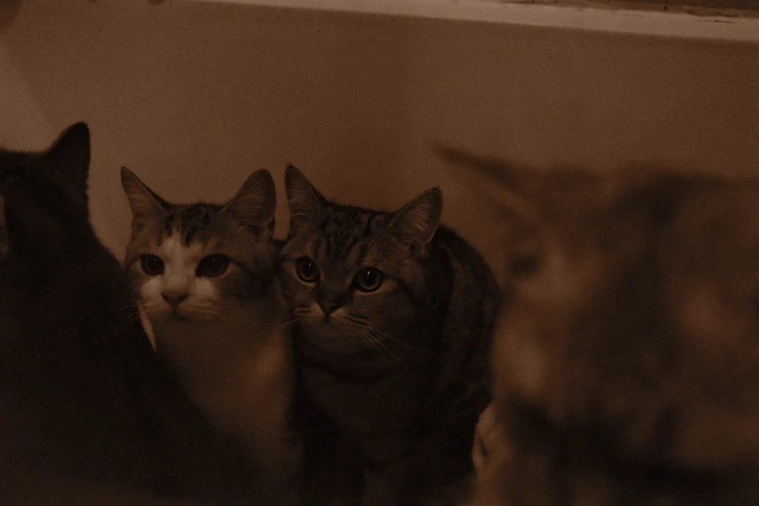 Discovering Catnip Alternatives for Cats  Kittens