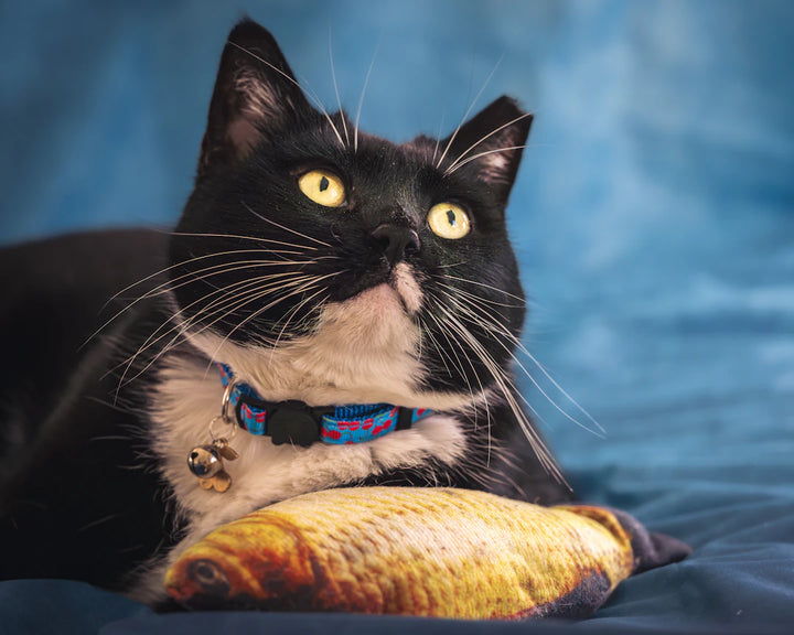 Engaging Catnip Toys for Active Playtime Fun