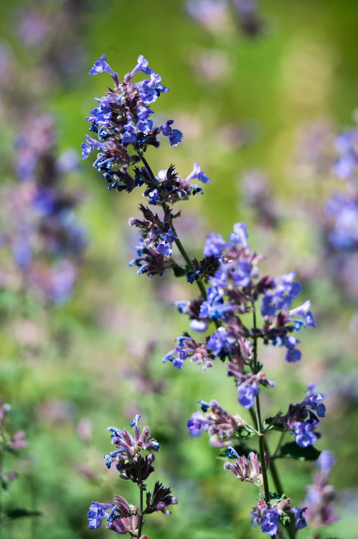 The Magical Benefits of Catnip for Kittens and Cats