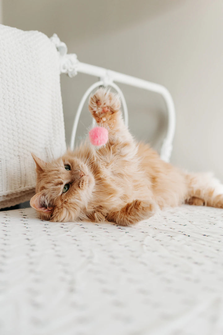 Boost Your Cat's Play with Catnip and Fun Toys