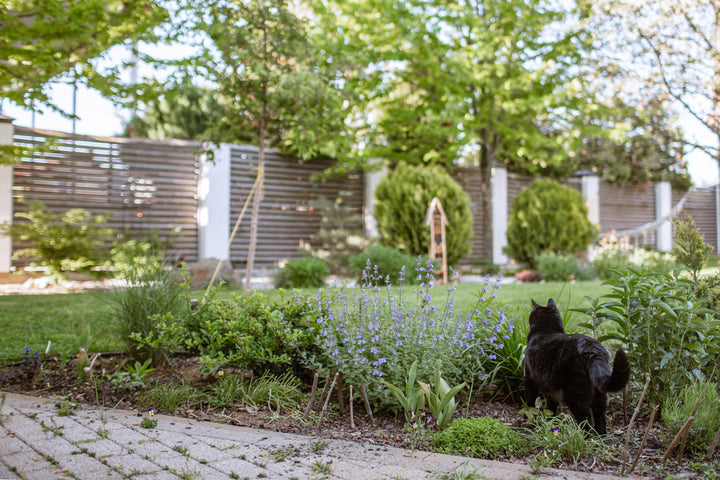 The Fascinating Role of Catnip in Feline Fun