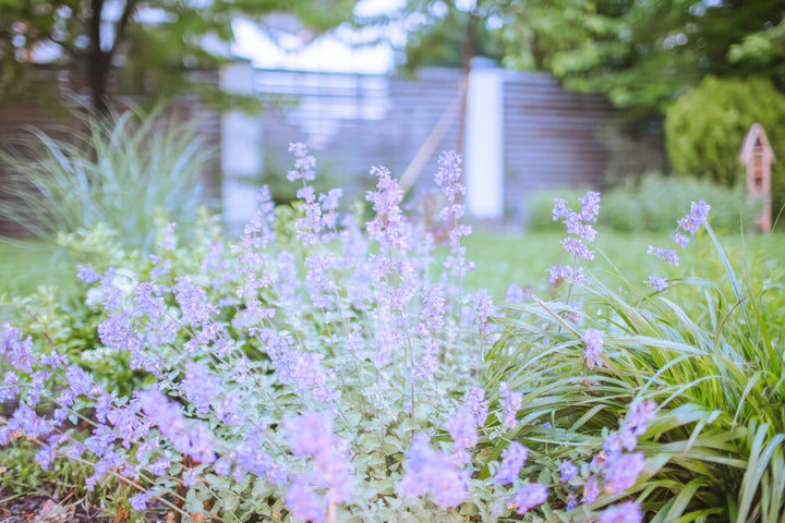 The Ultimate Guide to Cultivating Fresh Catnip Plants