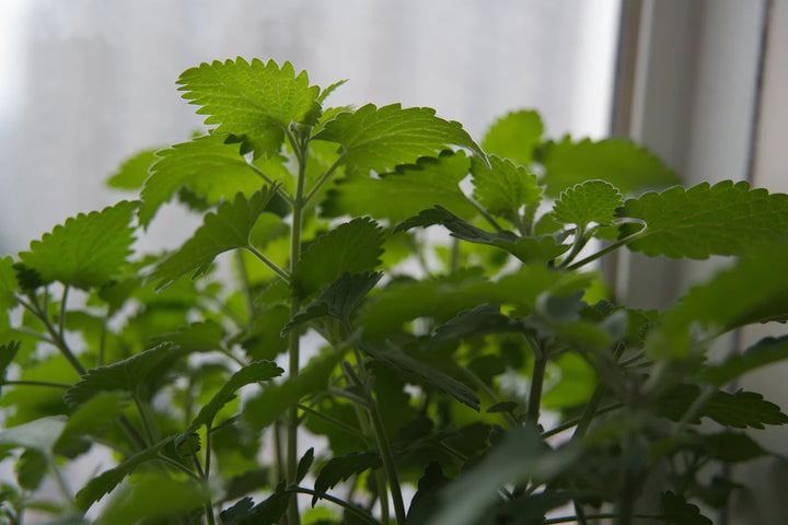 Grow Your Own Fresh Catnip at Home A Purr-fect Guide