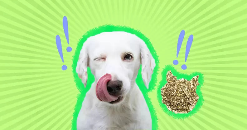 What Happens If My Dog Plays With a Catnip Toy?
