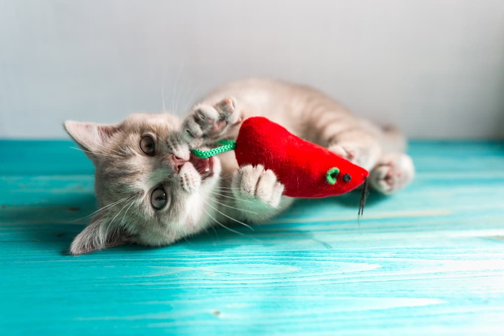 Safety Tips for Cat Toys